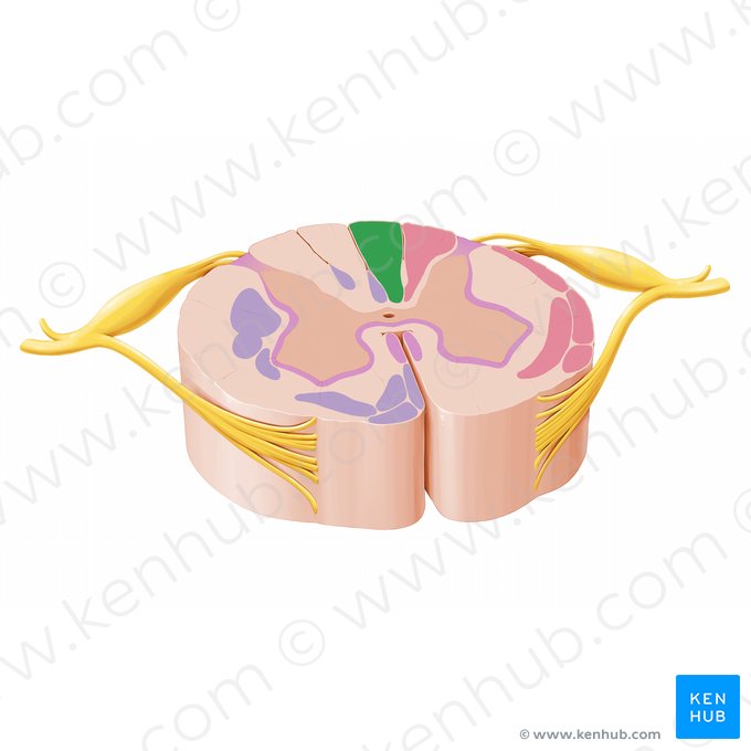 Fascículo grácil (Fasciculus gracilis); Imagem: Paul Kim