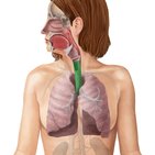 Respiración pulmonar