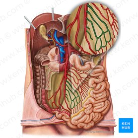 Ileal arteries (Arteriae ileales); Image: Irina Münstermann