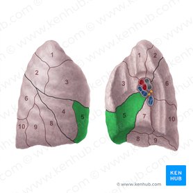 Segmento medial do pulmão direito (Segmentum mediale pulmonis dextri); Imagem: Paul Kim