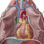  Lungenvenen (Venae pulmonales)