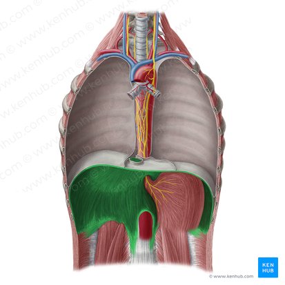 Diafragma (Diaphragma); Imagen: Yousun Koh