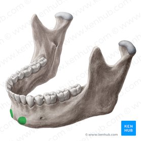 Tubérculo mentoniano de la mandibula (Tuberculum mentale mandibulae); Imagen: Yousun Koh
