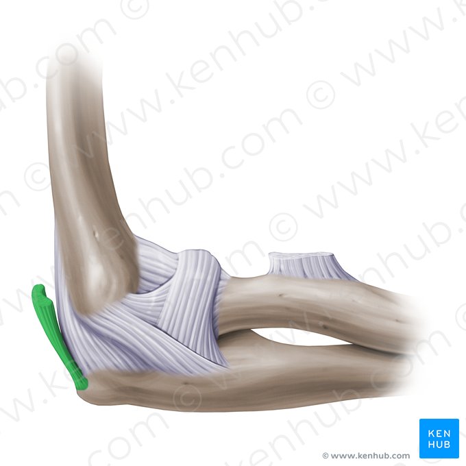 Tendón distal del músculo tríceps braquial (Tendo distalis musculi tricipitis brachii); Imagen: Paul Kim