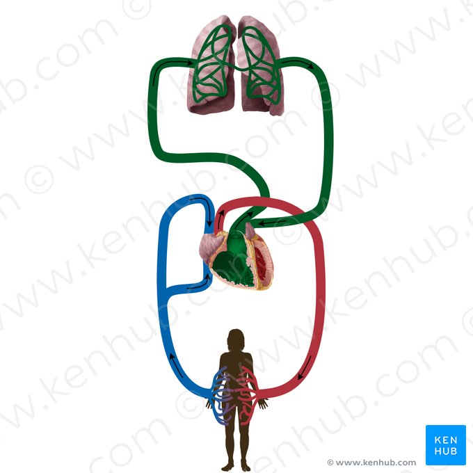 Circulação pulmonar (Circulatio pulmonis); Imagem: Begoña Rodriguez