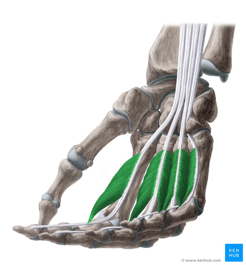 Músculos lumbricais da mão: Anatomia e Patologia | Kenhub