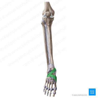 Inferior extensor retinaculum (Retinaculum musculorum extensorum inferius); Image: Liene Znotina