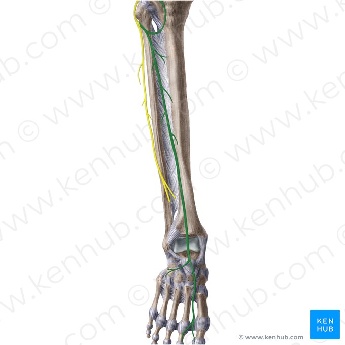 Nervo fibular profundo (Nervus fibularis profundus); Imagem: Liene Znotina