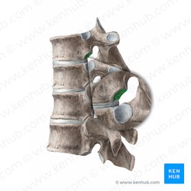 Inferior costal facet of vertebra (Fovea costalis inferior vertebrae); Image: Begoña Rodriguez
