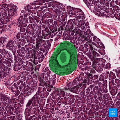 Ducto interlobular (Ductus interlobularis); Imagem: 