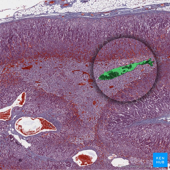 Vena central de la glándula suprarrenal (Vena centralis medullaris); Imagen: 