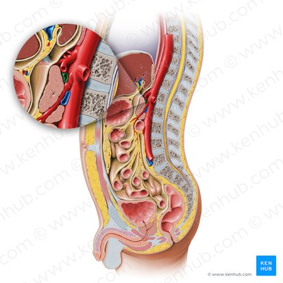 Splenic vein (Vena splenica); Image: Paul Kim