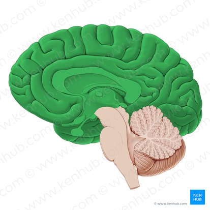 Cerebrum (Großhirn); Bild: Paul Kim