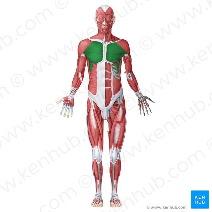 Muscles of thorax (Musculi thoracis); Image: Irina Münstermann