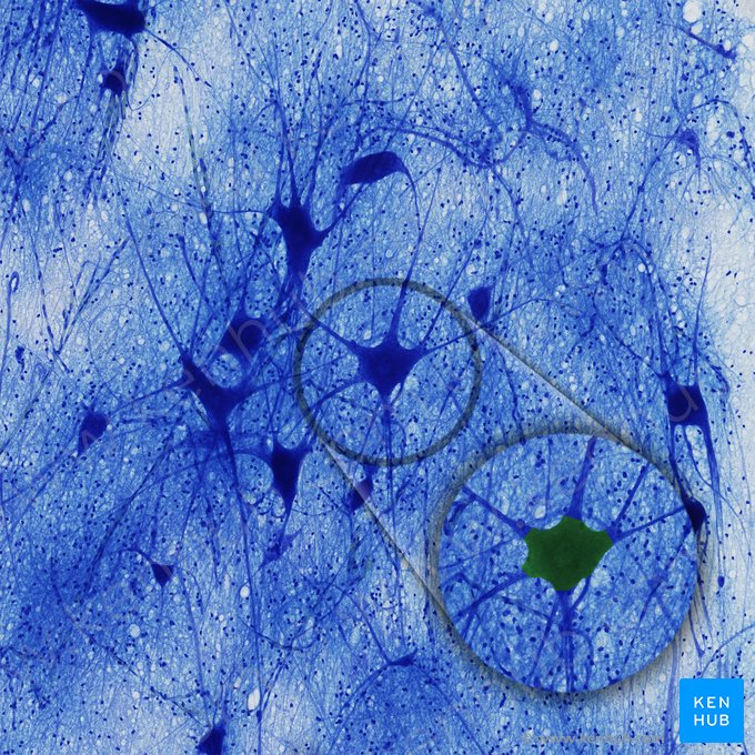Corps de la cellule nerveuse (Soma); Image : 