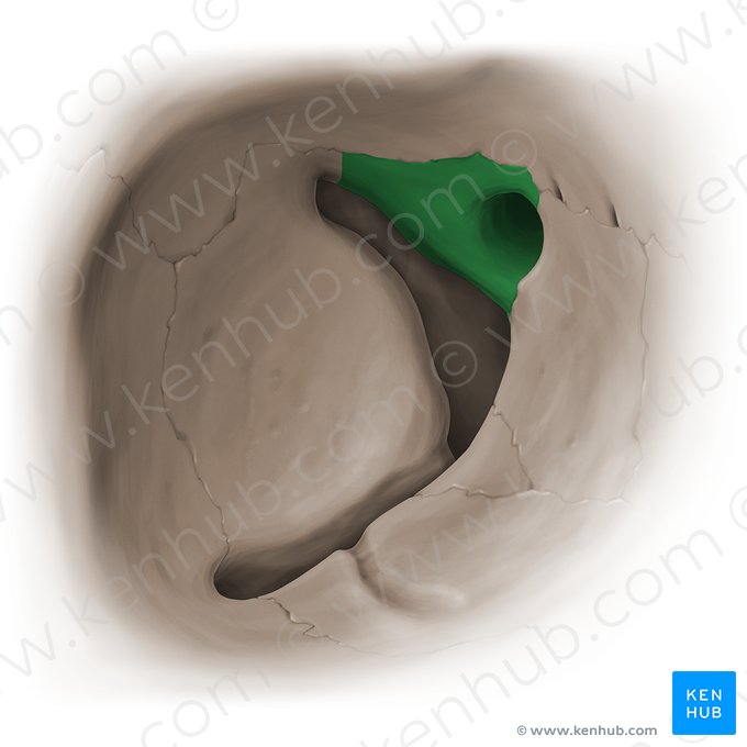 Superfície orbital da asa menor do osso esfenoide (Facies orbitalis alae minoris ossis sphenoidalis); Imagem: Paul Kim