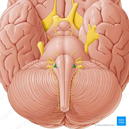 Nervo hipoglosso (Nervus hypoglossus); Imagem: Paul Kim