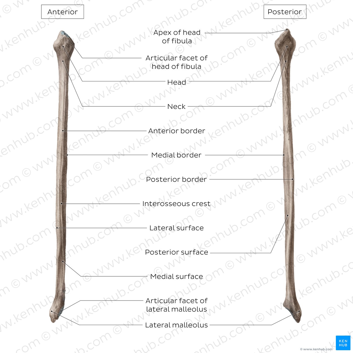 Parts, surfaces and landmarks of the fibula