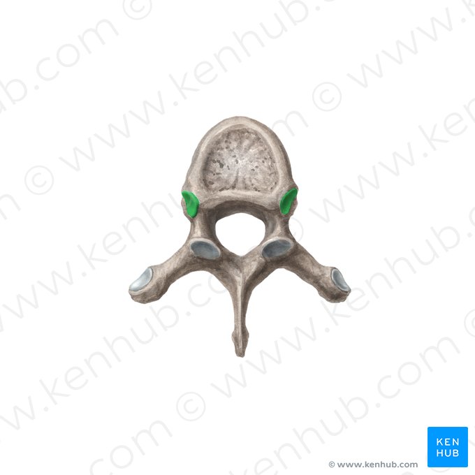 Superior costal facet of vertebra (Fovea costalis superior vertebrae); Image: Liene Znotina