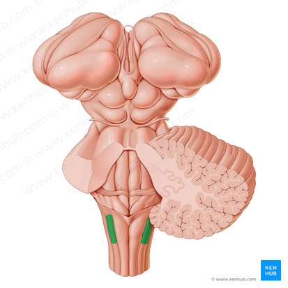 Tubérculo cuneiforme (Tuberculum cuneatum); Imagen: Paul Kim