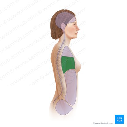 Mediastinum inferius (Unteres Mediastinum); Bild: Paul Kim