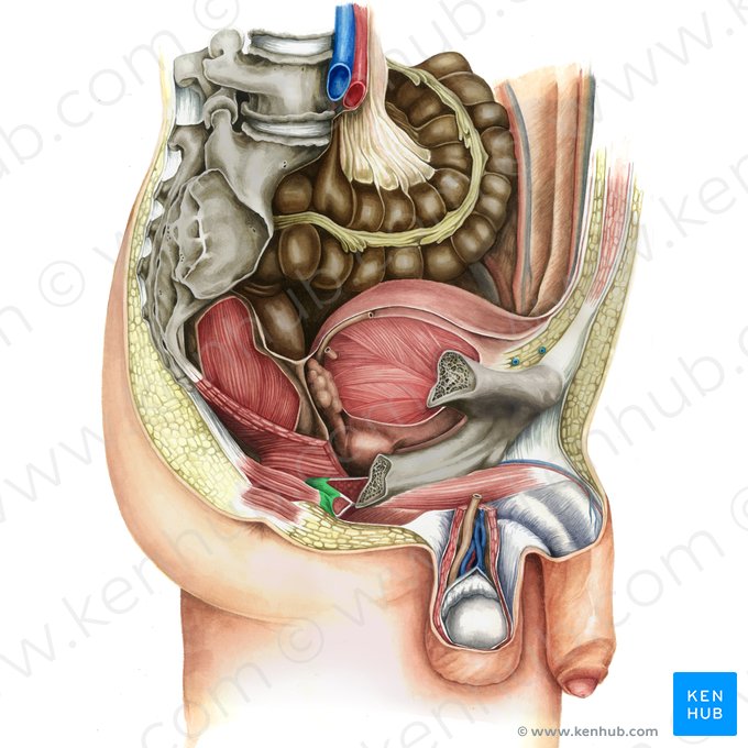 Corpo perineal (Corpus perineale); Imagem: Irina Münstermann