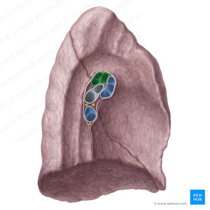 Arteria pulmonar izquierda (Arteria pulmonalis sinistra); Imagen: Yousun Koh
