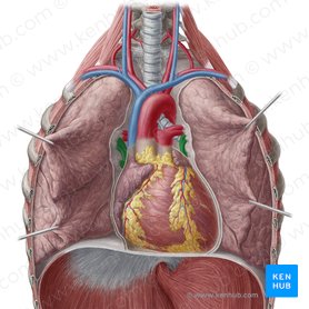 Pulmonary veins (Venae pulmonales); Image: Yousun Koh