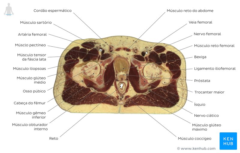 Corte transversal da pelve masculina ao nível do cóccix - Diagrama