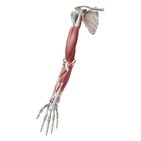 Main muscles of the upper limb