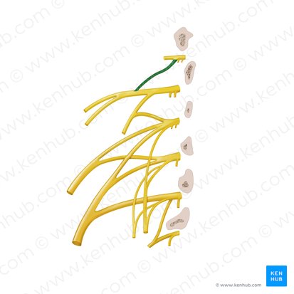 Branch of spinal nerve T12 for iliohypogastric and ilioinguinal nerves (Ramus iliohypogastricus nervi spinalis T12); Image: Begoña Rodriguez