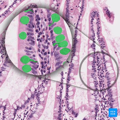 Célula caliciforme (Exocrinocytus caliciformis); Imagen: 