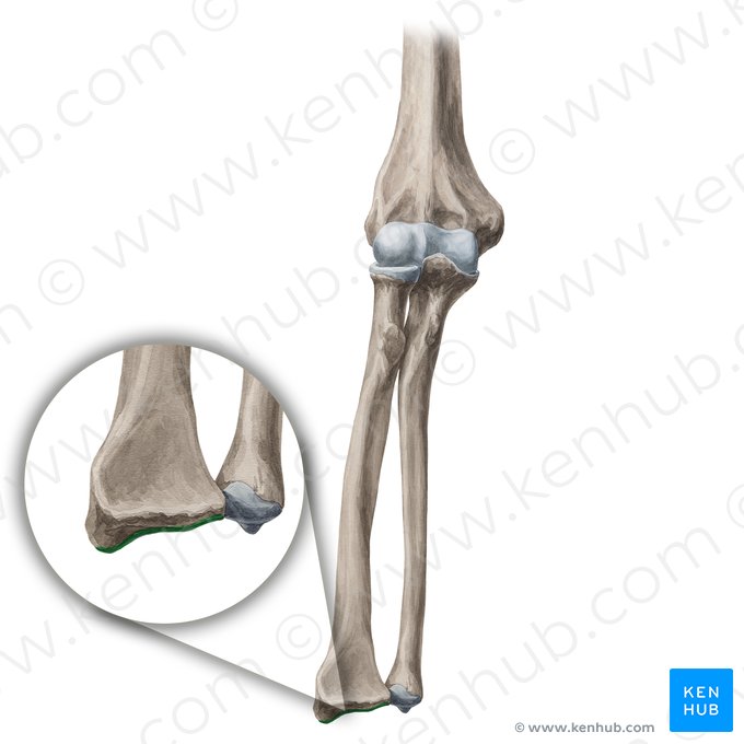 Superfície articular carpal do rádio (Facies articularis carpea); Imagem: Yousun Koh