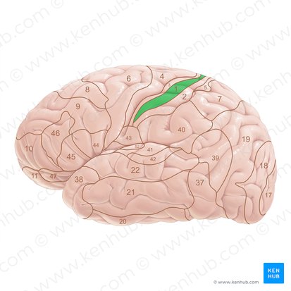 Área 1 de Brodmann (Area Brodmann 1); Imagem: Paul Kim