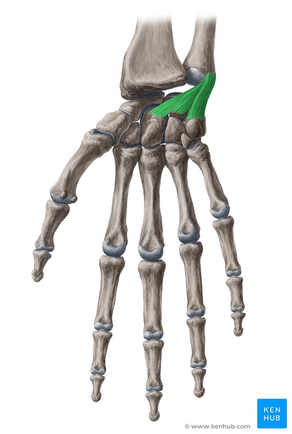 Palmar ulnocarpal ligament - ventral view