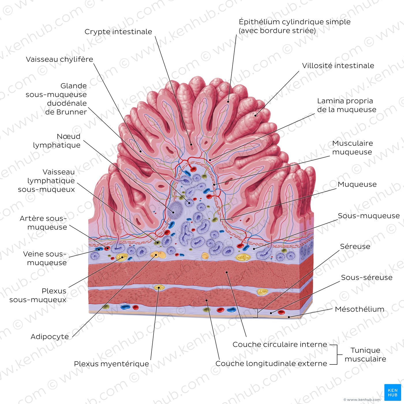 Structure histologique du duodénum (schéma)