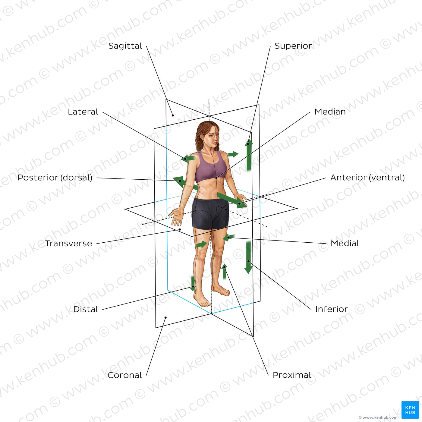 Directional terms and body planes