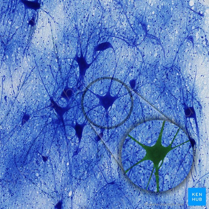 Neurona multipolar (Neuron multipolare); Imagen: 