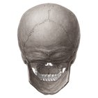 Infratemporal fossa:Mandibular n. & branches, RANZCRPart1 Wiki