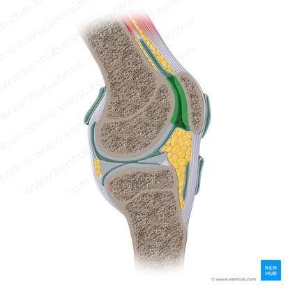 Articulación patelofemoral (Articulatio patellofemoralis); Imagen: Paul Kim