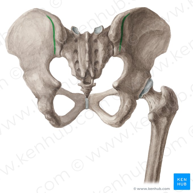 Linha glútea posterior (Linea glutea posterior ossis ilii); Imagem: Liene Znotina