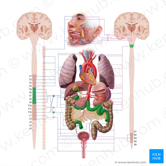 Intestino delgado (Intestinum tenue); Imagen: Paul Kim