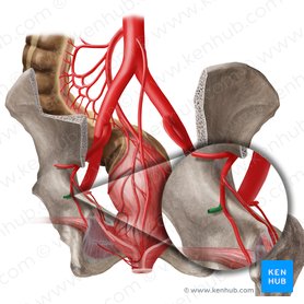 Inferior gluteal artery (Arteria glutea inferior); Image: Begoña Rodriguez