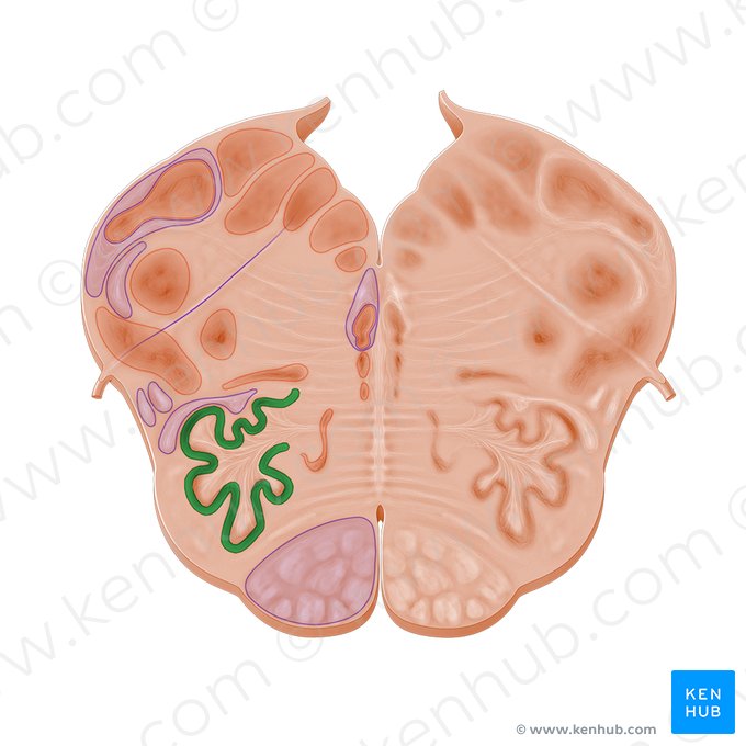 Complejo olivar inferior (Nucleus olivaris inferior principalis); Imagen: Paul Kim