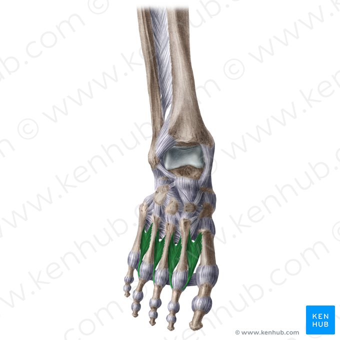 Músculos interósseos dorsais do pé (Musculi interossei dorsales pedis); Imagem: Liene Znotina