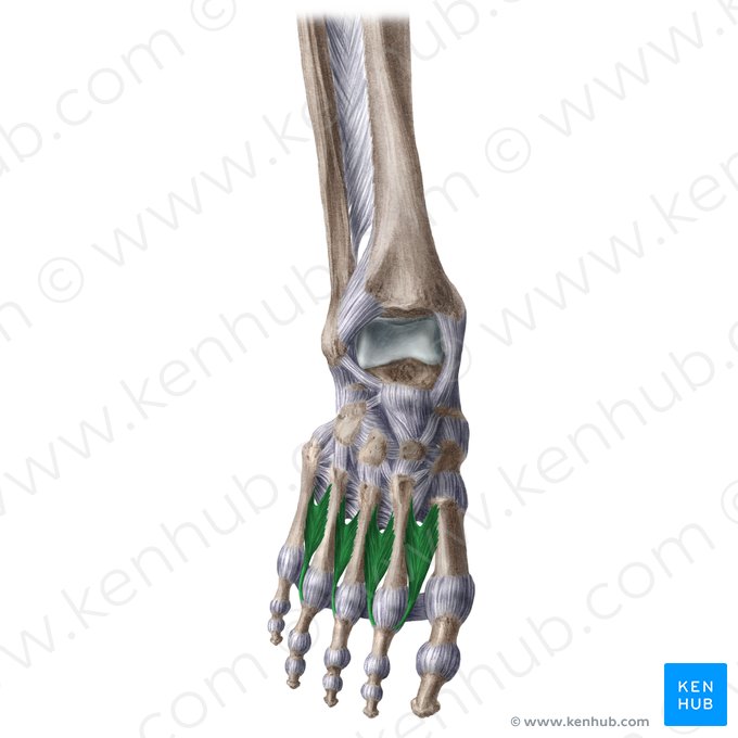 Músculos interóseos dorsales del pie (Musculi interossei dorsales pedis); Imagen: Liene Znotina