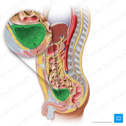 Urinary bladder (Vesica urinaria); Image: Paul Kim
