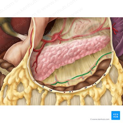 Middle colic vein (Vena colica media); Image: Esther Gollan