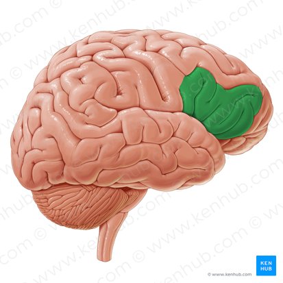 Inferior frontal gyrus (Gyrus frontalis inferior); Image: Paul Kim