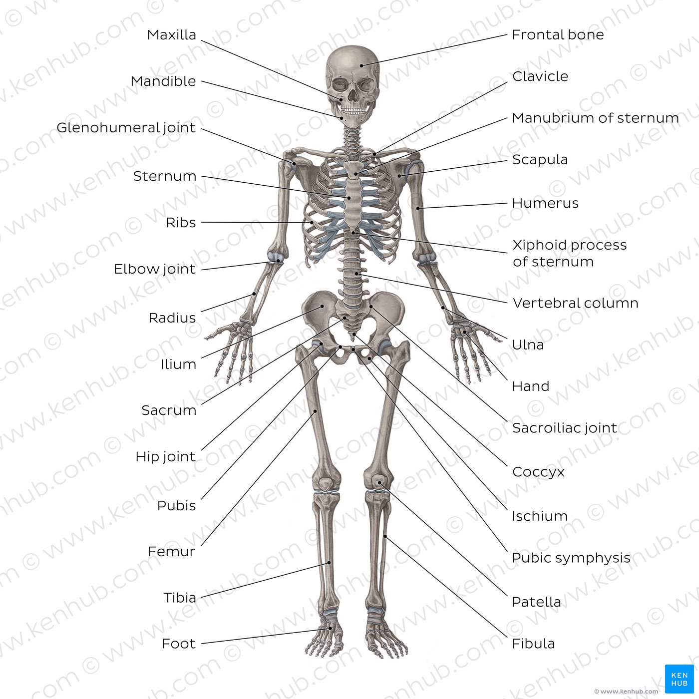 Main bones of the skeletal system (anterior view)